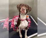 Small German Shorthaired Pointer