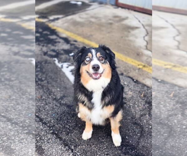 Medium Photo #6 Australian Shepherd-Unknown Mix Puppy For Sale in Sandy, UT, USA