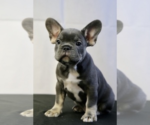 French Bulldog Puppy for sale in BROOKLYN, NY, USA