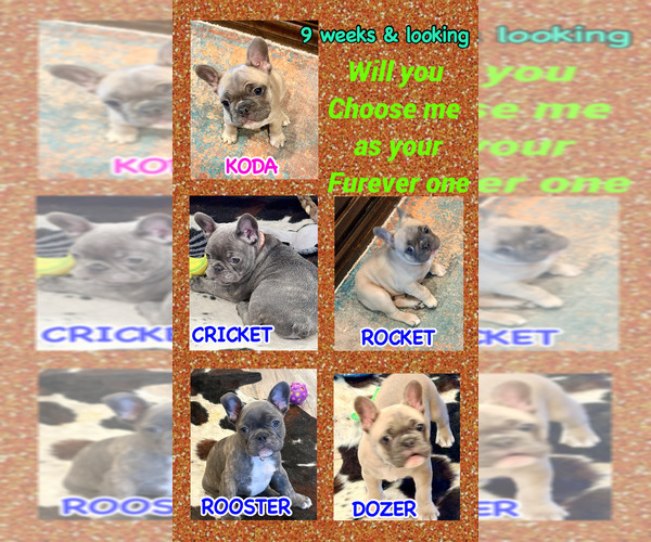 Medium Photo #1 French Bulldog Puppy For Sale in CANYON, TX, USA