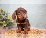 Puppy Susie Dachshund