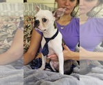 Small #7 Boston Terrier