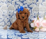 Small Photo #4 Cocker Spaniel-Poodle (Miniature) Mix Puppy For Sale in NEW HOLLAND, PA, USA