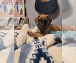 Small #30 Great Dane