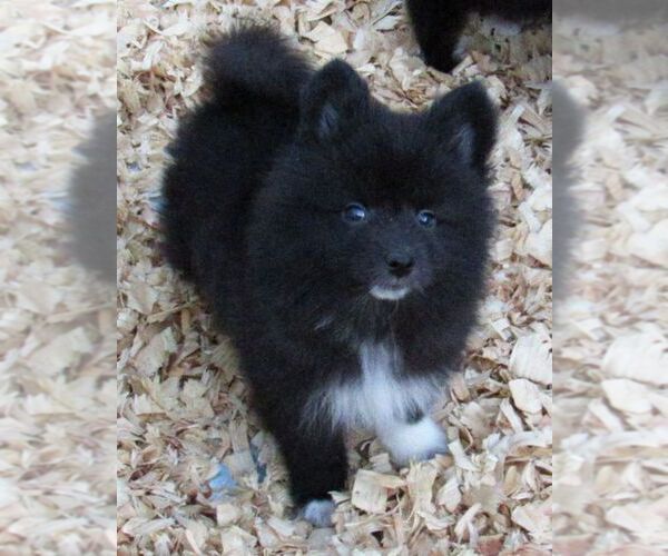 Medium Photo #6 Alaskan Klee Kai Puppy For Sale in SEBRING, FL, USA