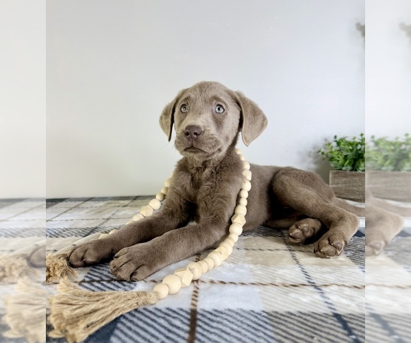 Medium Photo #5 Labrador Retriever Puppy For Sale in GREENFIELD, IN, USA