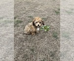 Small #7 Cockapoo