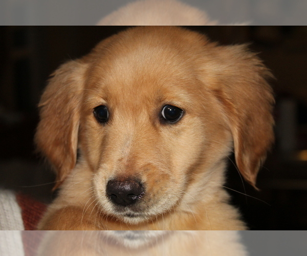 Medium Photo #9 Golden Retriever Puppy For Sale in SPENCER, TN, USA