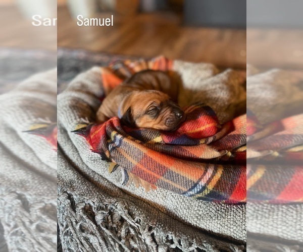 Medium Photo #14 Rhodesian Ridgeback Puppy For Sale in BOISE, ID, USA