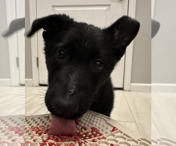 Medium Photo #4 German Shepherd Dog-Unknown Mix Puppy For Sale in Incline Village, NV, USA