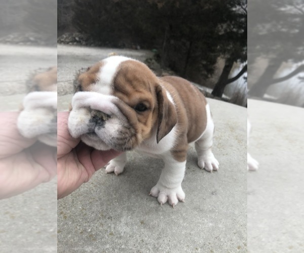 Medium Photo #1 Bulldog Puppy For Sale in MINOOKA, IL, USA