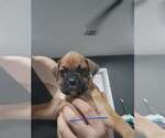 Puppy Puppy 4 Boxer