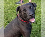 Small #4 Labrador Retriever Mix