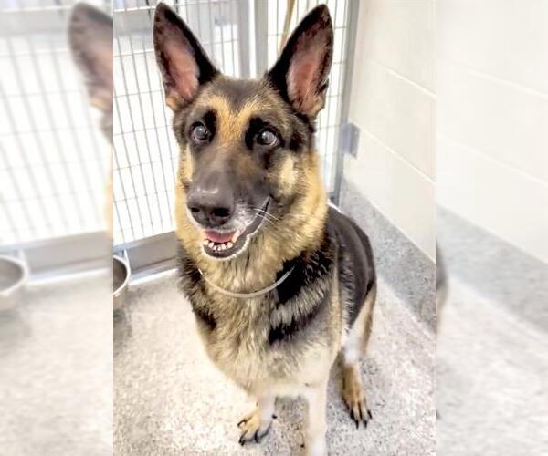 Medium Photo #3 German Shepherd Dog Puppy For Sale in Houston, TX, USA