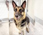 Small Photo #3 German Shepherd Dog Puppy For Sale in Houston, TX, USA