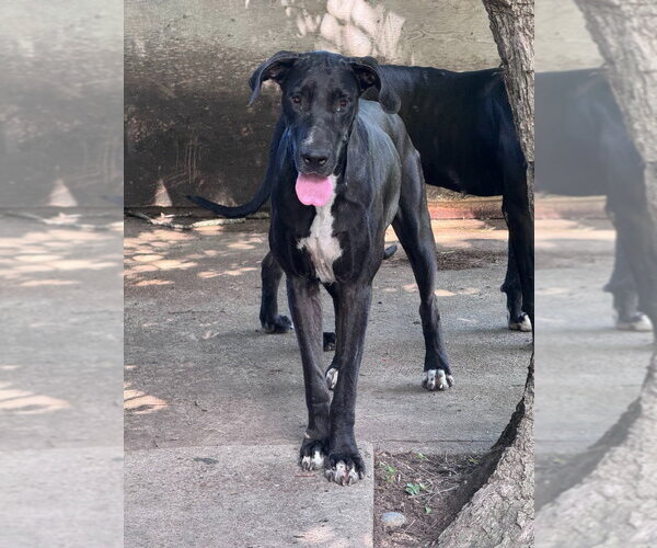Medium Photo #2 Great Dane Puppy For Sale in Bullard, TX, USA