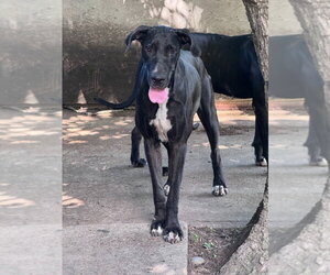 Katrina - Female Great Dane Dog for Adoption - Photo #2