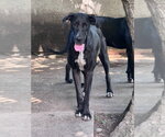 Small Photo #2 Great Dane Puppy For Sale in Bullard, TX, USA