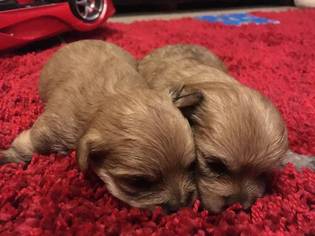 Morkie Puppy for sale in MOORESVILLE, NC, USA