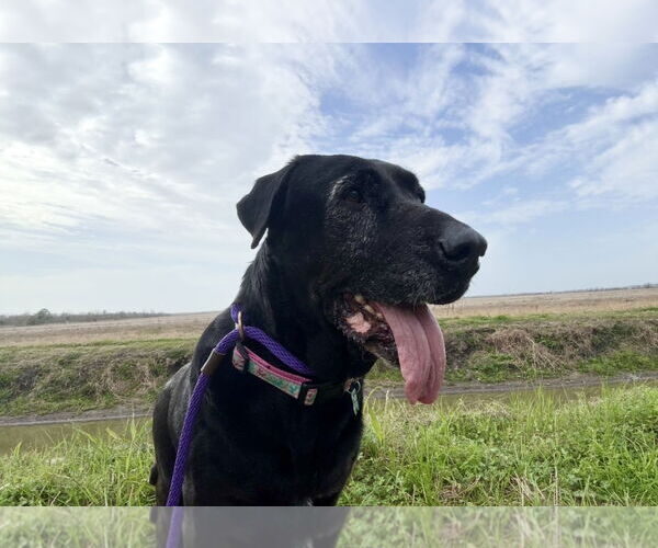 Medium Photo #5 Mutt Puppy For Sale in Houston, TX, USA