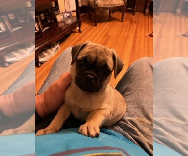 Medium Photo #1 Pug Puppy For Sale in BOYDS, MD, USA