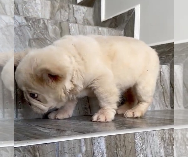 Medium Photo #5 French Bulldog Puppy For Sale in AGOURA HILLS, CA, USA
