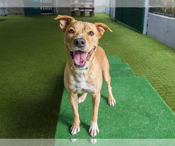 Medium Photo #2 American Pit Bull Terrier-Unknown Mix Puppy For Sale in Pasadena, CA, USA