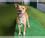 Small #1 American Pit Bull Terrier Mix