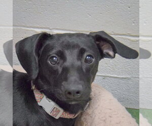 Dachshund Dogs for adoption in Huntley, IL, USA