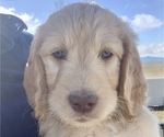 Small #58 Goldendoodle