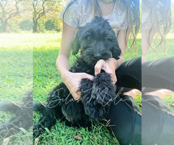 Medium Photo #10 Goldendoodle Puppy For Sale in FORT MILL, SC, USA