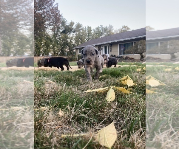 Medium Photo #7 Great Dane Puppy For Sale in CRESWELL, OR, USA