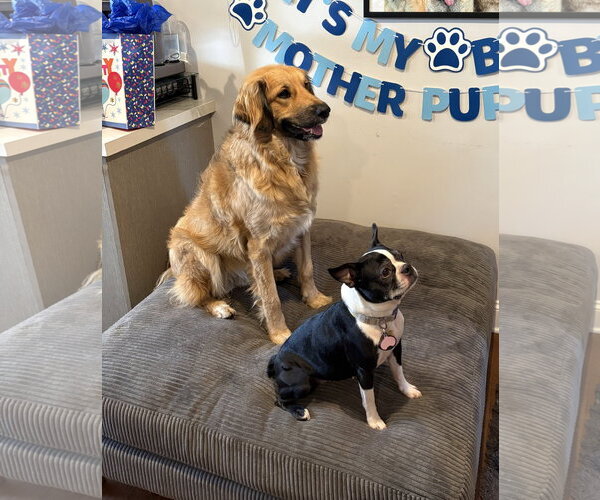 Medium Photo #3 Great Pyrenees-Unknown Mix Puppy For Sale in Wheaton, IL, USA