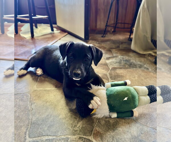 Medium Photo #2 Mutt Puppy For Sale in White Bluff, TN, USA