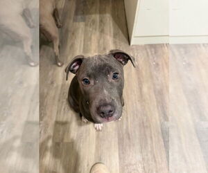 Mutt Dogs for adoption in New London, WI, USA