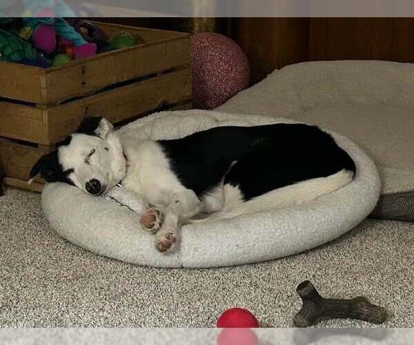 Medium Photo #11 Border Collie Puppy For Sale in Highland, IL, USA