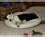 Small #10 Border Collie
