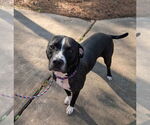Small #3 American Pit Bull Terrier Mix
