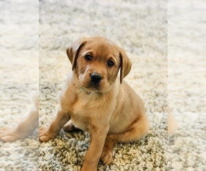 Labrador Retriever Puppy for sale in STEVENS, PA, USA