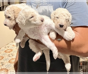Poodle (Standard) Puppy for Sale in OTTSVILLE, Pennsylvania USA