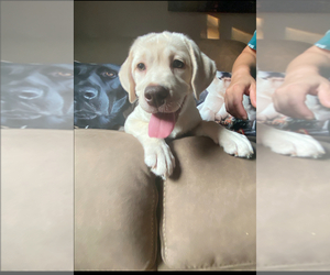 Labrador Retriever Puppy for sale in FARMINGTON, CT, USA