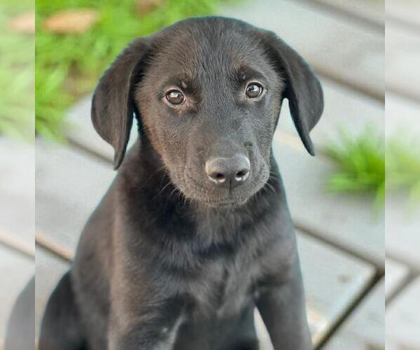 Medium Photo #1 Labrador Retriever-Unknown Mix Puppy For Sale in San Diego, CA, USA