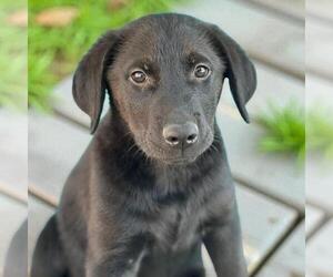 Medium Labrador Retriever Mix