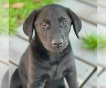 Small Labrador Retriever Mix