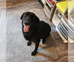 Small #2 Labrador Retriever Mix