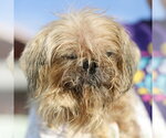 BLU - Male Shih Tzu-Unknown Mix Dog for Adoption - Small photo