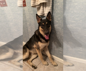 Father of the Shepweiller puppies born on 12/07/2025