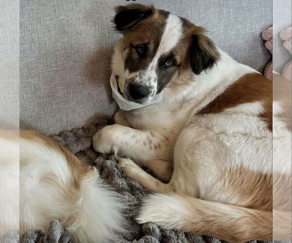 Medium Photo #1 Australian Shepherd-Unknown Mix Puppy For Sale in Bellevue, WA, USA
