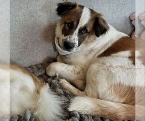 Medium Australian Shepherd Mix