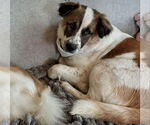 Small Australian Shepherd Mix